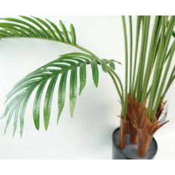 Decoration Areca Palm Plant